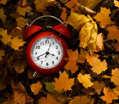 Sonbahar parlak arka plan, sarı sonbahar akçaağaç yaprakları ve kırmızı alarm saati, kopyalama alanı. Üst Manzara. Yazı için boş kopyalama alanı