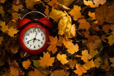 Sonbahar parlak arka plan, sarı sonbahar akçaağaç yaprakları ve kırmızı alarm saati, kopyalama alanı. Üst Manzara. Yazı için boş kopyalama alanı