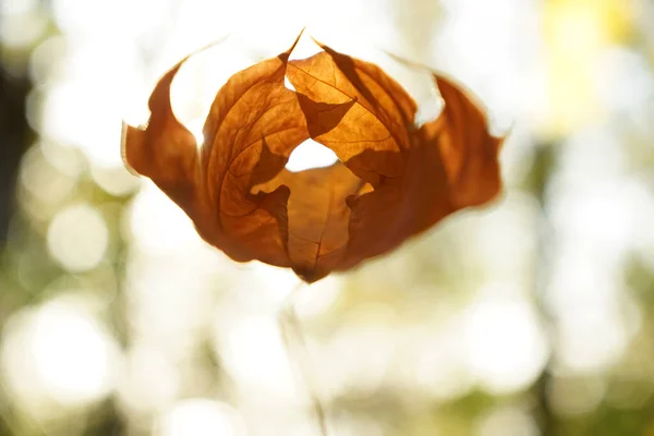 Gerold Esdoorn Blad Bokeh Achtergrond Herfstseizoen — Stockfoto