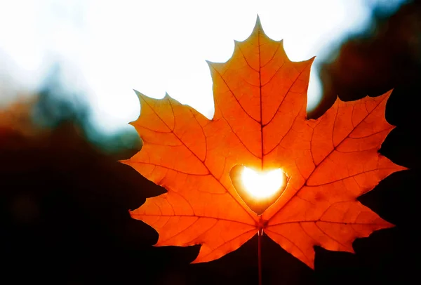 Ray Sun Breaks Heart Cut Out Leaf — Stock Photo, Image