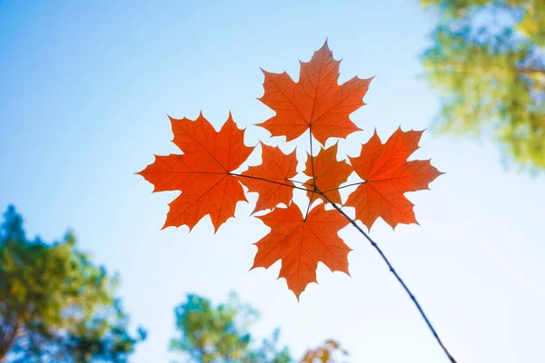 Bordo Outono Amarelo Parte Uma Floresta Foco Seletivo Outono Desfocado — Fotografia de Stock