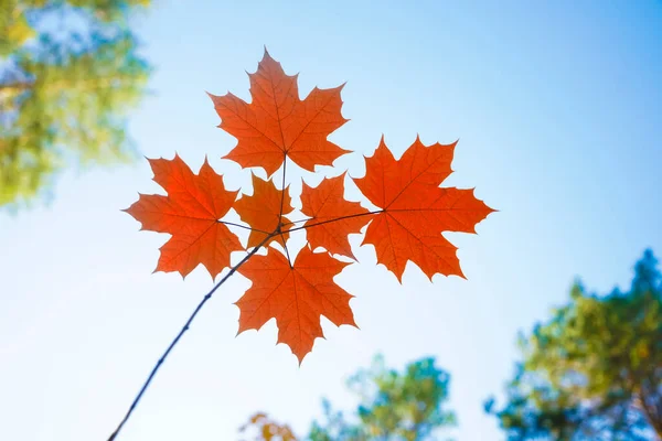 Bordo Outono Amarelo Parte Uma Floresta Foco Seletivo Outono Desfocado — Fotografia de Stock