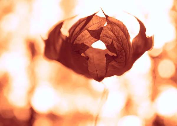 Свернутый Кленовый Лист Боке Фоне Осень — стоковое фото