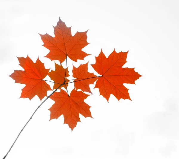 Geel Bruin Herfst Esdoorn Bladeren Geïsoleerd Witte Achtergrond Herfst Natuur — Stockfoto