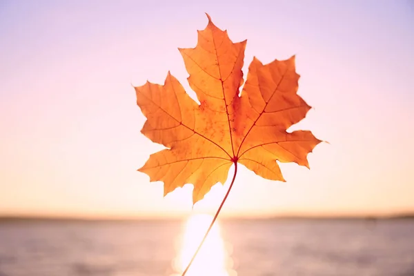 Жовтий Лист Восени Проти Заходу Сонця — стокове фото