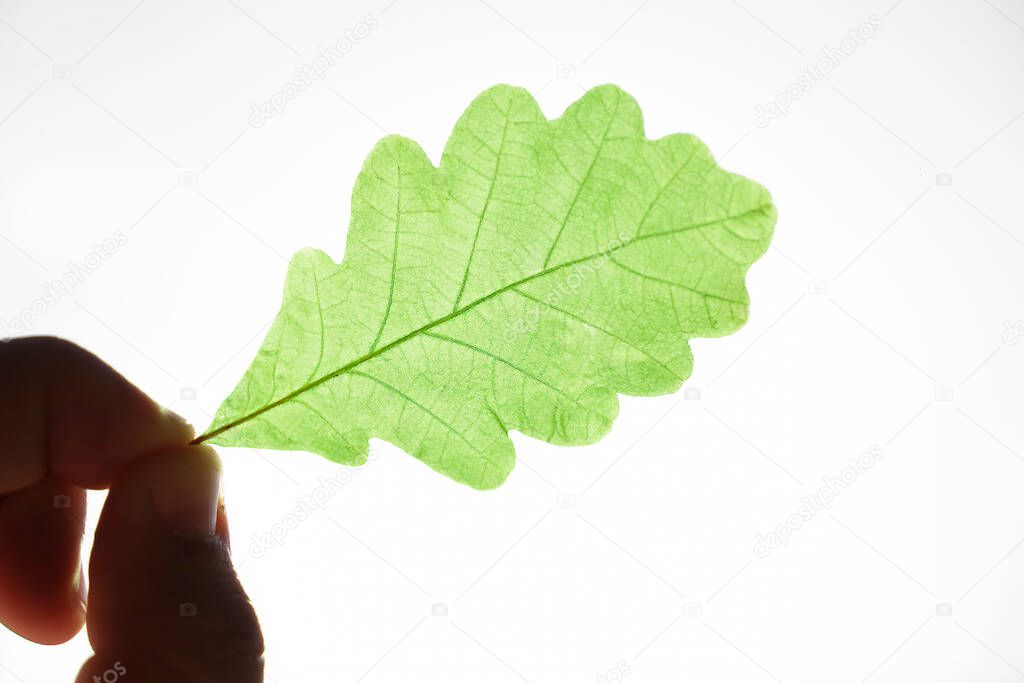 Green Oak Leaf isolated on white background. Clipping Path.