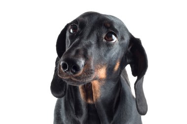siyah bir dachshund portresi