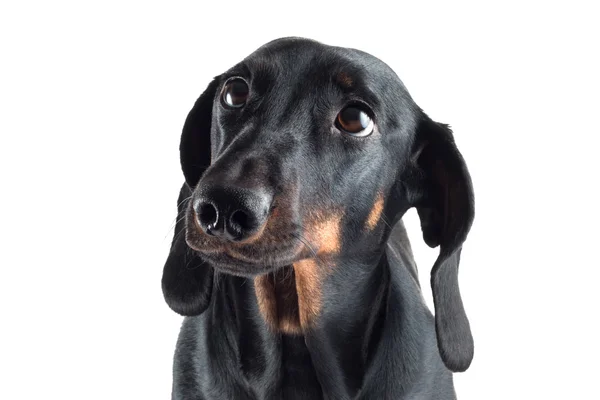 siyah bir dachshund portresi