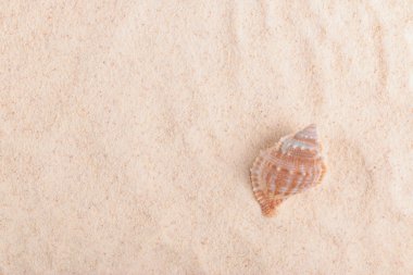 Kumdaki deniz kabuğu