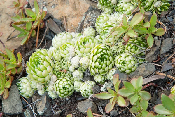 Sempervivum globiferum in Siberia