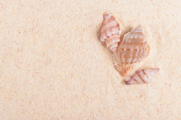Kumdaki deniz kabuğu
