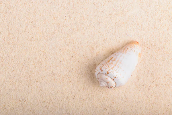 Seashell on the sand — Stock Photo, Image