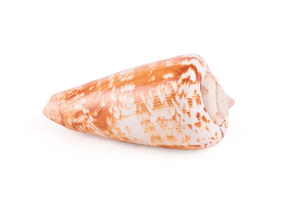 Kumdaki deniz kabuğu