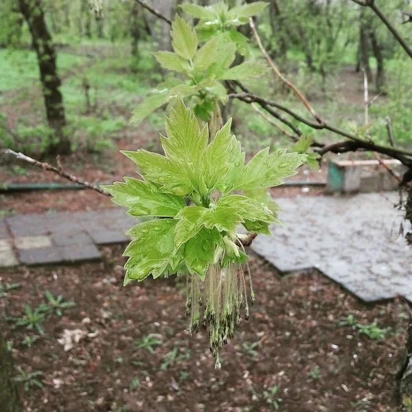 Primavera risveglio della natura — Foto Stock