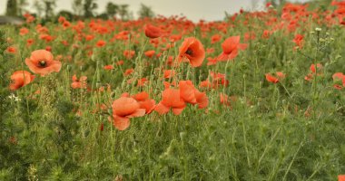 Gelincik Çiçeği Tarlası
