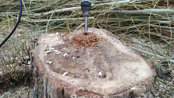 Teknik DIY untuk menghapus tunggul pohon tua menggunakan bor listrik Stok Gambar Bebas Royalti