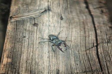 Lucanus cervus