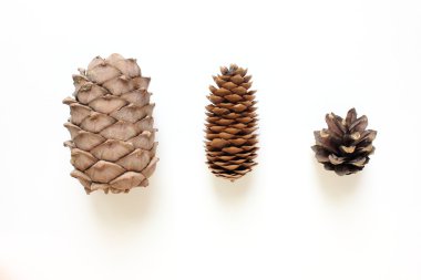 Sedir, uyum ve çam kozalakları