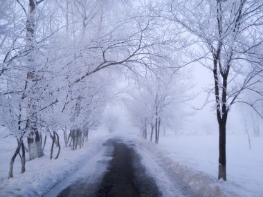 Kış yol kenarındaki ağaçlar