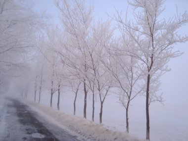 Kış yol kenarındaki ağaçlar