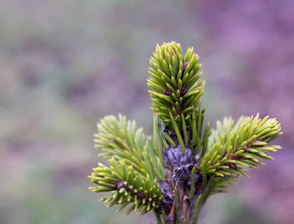 Jovem ramo de abeto verde — Fotografia de Stock