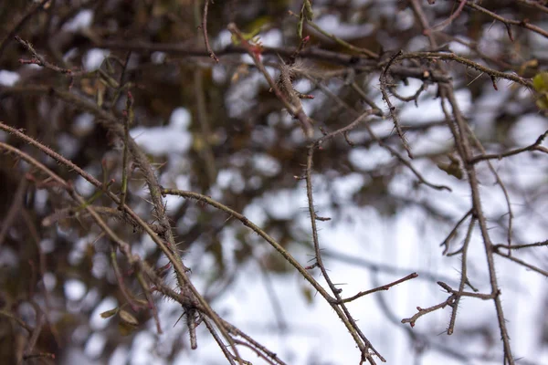 Sušené podzimní bush — Stock fotografie