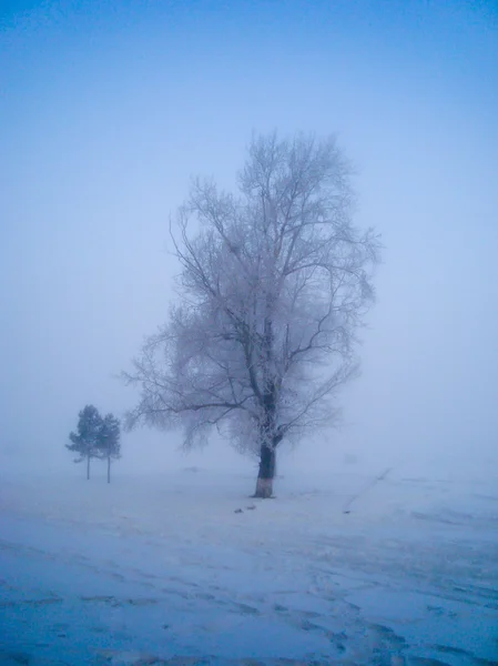 Eenzame winter boom — Stockfoto