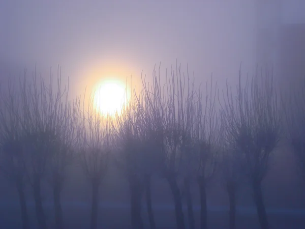 Sunrise in the thick fog — Stock Photo, Image