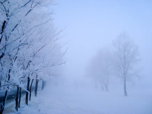 Arbres d'hiver en bord de route — Photo