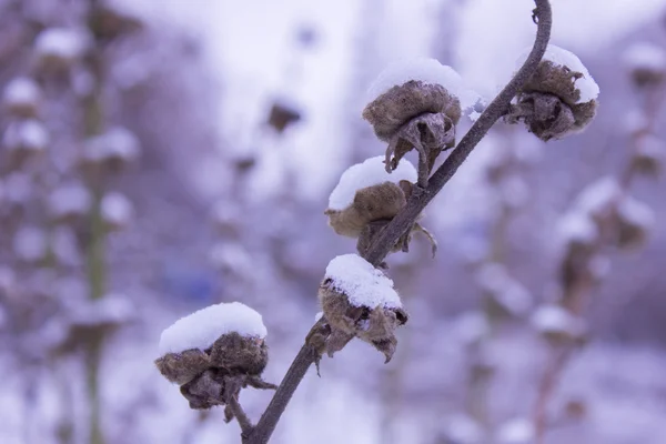 Mística suave con nieve —  Fotos de Stock