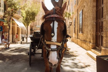 At, kaldırım turizminde duran bir arabaya bağlandı.