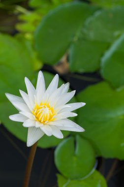 Beyaz Sarı Lotus çiçek ve Lotus çiçek bitki.