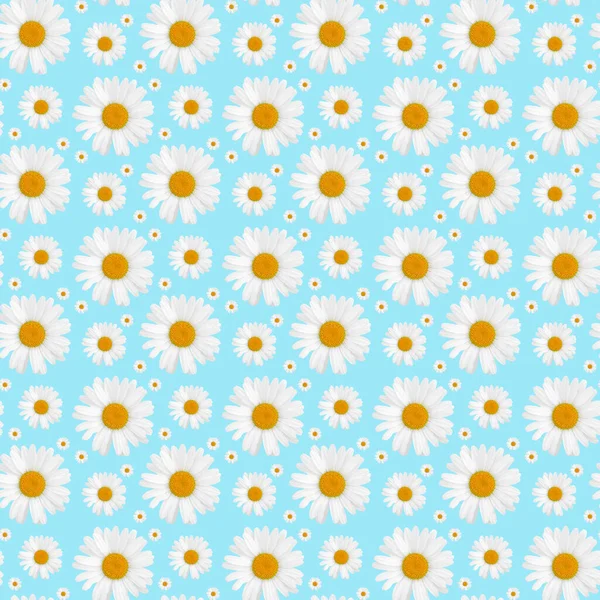 White Camomiles Flower Blue Background Isolated Seamless Pattern — Stock Photo, Image