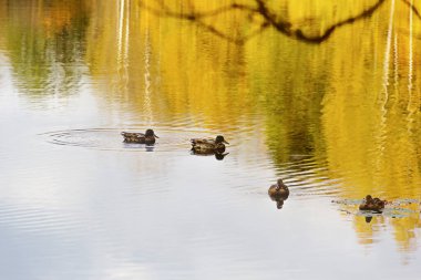 Güzel bir sonbahar manzarası. Ağaçların arka planında ördekler var. Suya parlak sarı yapraklar yansıyor..