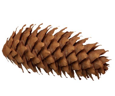 Beyaz arka planda izole edilmiş tek bir köknar konisi. Şifreleme.