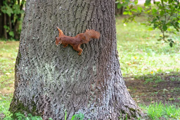 Czerwona Wiewiórka Drzewie Lesie Natura — Zdjęcie stockowe
