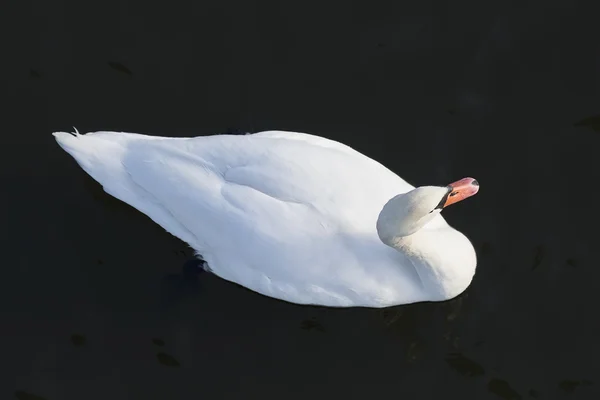 White swan on dark water — Stock Photo, Image