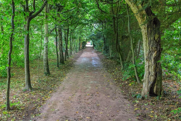 Uzun koyu ağaç Caddesi eski bir İngiliz Peyzaj Park