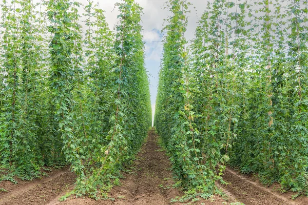 Traditional fully grown Czech hop field — Stock Photo, Image