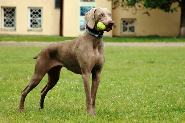 Parktaki köpek.