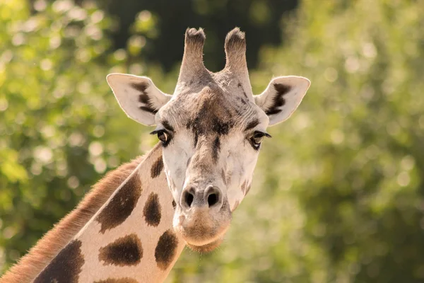 Porträt einer Giraffe — Stockfoto