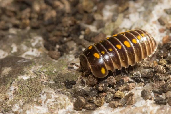 Armadillidium vulgare veya hap hata