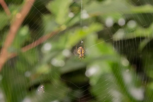 Spin en zijn prooi — Stockfoto