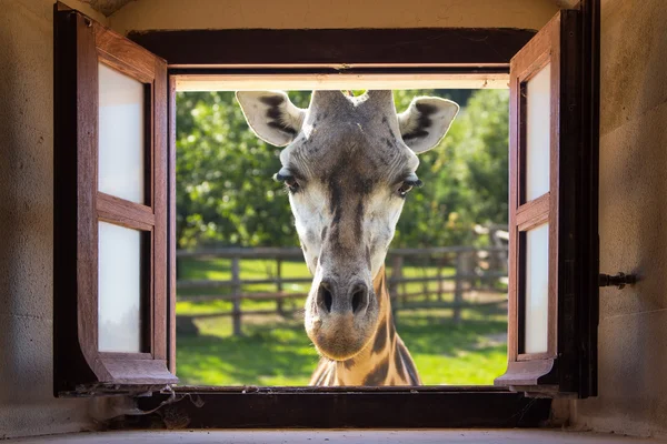 Giraffe aus der Nähe am Fenster — Stockfoto