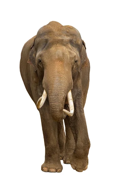 Elefant isoliert — Stockfoto