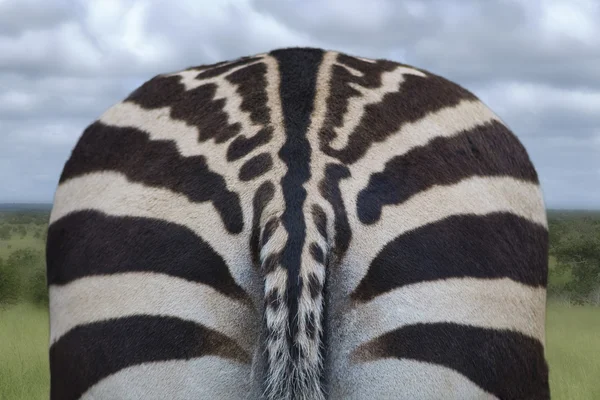 Alt kısmında bir zebra