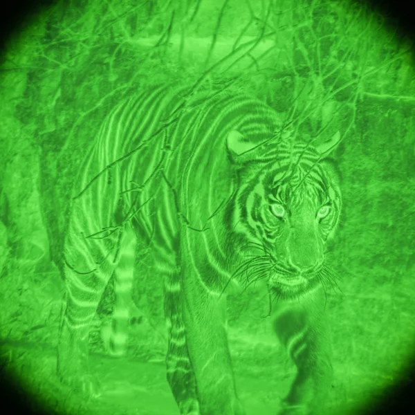 Tigre por visión nocturna — Foto de Stock