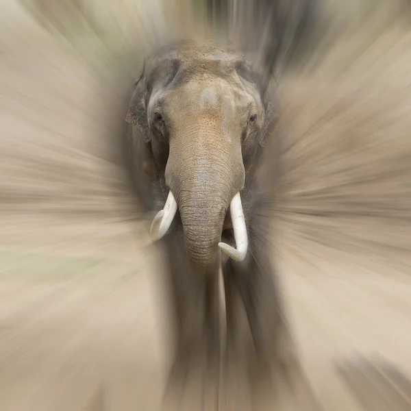 Elephant, nature, background, wildlife, large, ears, blurred, ab — Stock Photo, Image