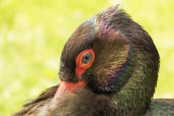 Cicogna nera o Ciconia Nigra — Foto Stock