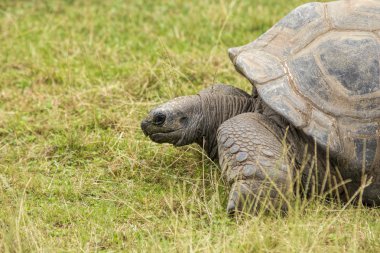 TURTOISE, Dipsochelys Gigantean